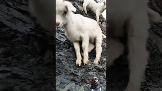 Little goat climbing mountain #goat #babylamb #cuteanimal #cutefarmanimal #cute#remix