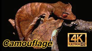 Animals with the Best Camouflage in the World | 4K Video