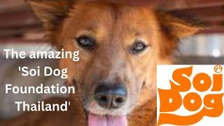 The amazing Soi Dog Foundation Thailand