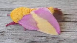 The Rosy Maple Moth