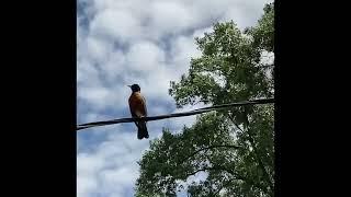 Fascinating Fact About Robin Birds @Naturegurl903