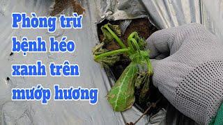 Kỹ thuật trồng mướp hương: P11-Phòng trị bệnh héo xanh