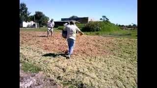 Enriquecimiento y ensilado de sorgo planta seca y sin panojar con fermentos Biotec.