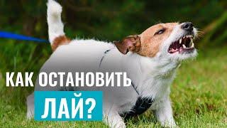 СОБАКА ЛАЕТ БЕЗ ПРИЧИНЫ? Лучшие упражнения ДЛЯ РАБОТЫ С ЛАЕМ