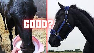 One thing goes well, another goes wrong. Why?? Everyone inside! | Friesian Horses