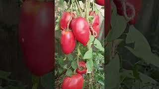 ЭТОТ СОРТ ХОТЯТ ВСЁ))) ПОКА МЫ ЕЩЁ ПРОДАЕМ!!! // ВАЦАП ДЛЯ ЗАКАЗА 89152458159 ПИСЬМЕННО