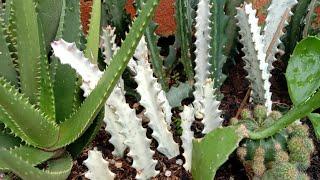 #502 How to Grow White Ghost Lactea Plant + Propagation.. Succulent Davao