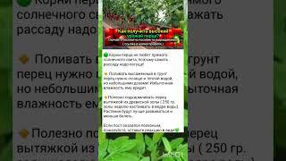 основные секреты выращивания болгарского перца.