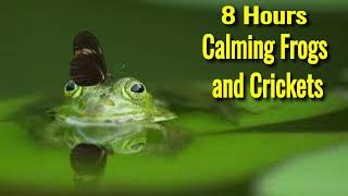 Night Ambient Sounds, Frog, Cricket, Swamp Sounds at Night, Sleep and Relaxation Meditation Sounds