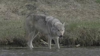 Lone Gray Wolf Drinks from River in Yellowstone National Park