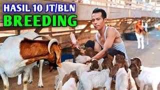 BREEDING SANGAT MENGUNTUNGKAN || GAJI 10 JT/ BLN DITANGAN