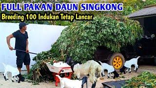 Breeding Indukan 100 Ekor Pakan Full Ngarit Daun Singkong