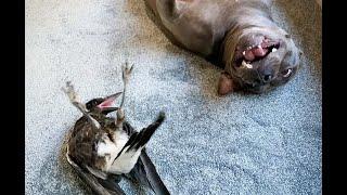 Magpie BIRD Barking like a DOG after being ADOPTED by a STAFFY.