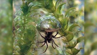 Diving Bell Spider Thumbs Spider Nose at Rules, Lives Underwater