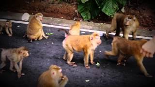 Monkeys in Phuket