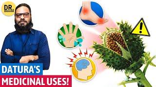 Datura's BEST Medicinal Uses for Inflammation, Hand Sweat, & Uric Acid | Urdu/Hindi | Dr. Ibrahim