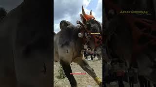 VEERANAMALAI NANDHI EXPRESS #eruthukattu #manjuvirattu #jallikattu #jallikattu_kaalai