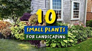 Top 10 Best Small Plants for Landscaping 