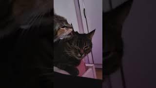 Cat licks ear