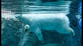 Asahiyama ZOO | Hokkaido JAPAN