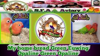 My home bread Green Euwing Opaline Green Opaline #sfaaviary #lovebird #greenopaline