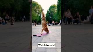 Street Yoga Master| This Dogs Handstand|  #DogYoga#StreetPerformance#AmazingDog#petsandanimals