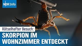 Giftige Überraschung: Skorpion in Kieler Wohnzimmer entdeckt | NDR Info