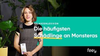 Die häufigsten Schädlinge an Monsteras | feey