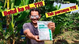 Cara takutkan monyet dari masuk kebun guna tepung gandum |  How to scare monkeys using flour