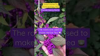 Fascinating Facts About the Rare Purple Berry