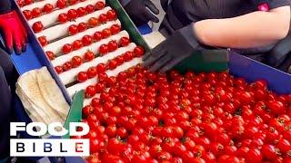 Behind the Scenes of a Tomato Factory | FOODbible