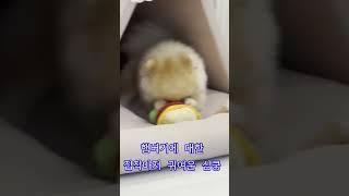 심쿵이의 햄버거 간식 #animal #cute #dog #funny #puppy #강아지 #강아지영상 #심쿵 #심쿵이 #포메라니안