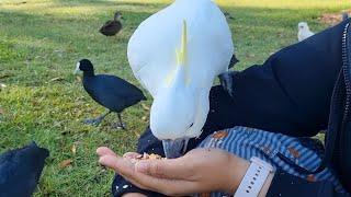 Cockatoo Behavior: Australian iconic bird #cockatoo #parrot #friendlycockatoo