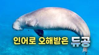 Dugong, an animal misunderstood as a mermaid