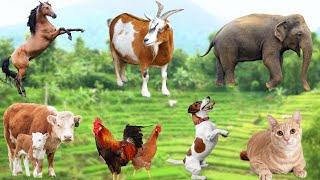 Cute Farm Animals - Cow, Chicken, Horse, Goat, Sheep, Dog - Animal Sounds