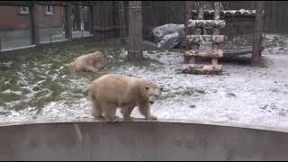 Белка спустилась в бассейн обследовать лед.Belka went down into the pool to examine the ice.