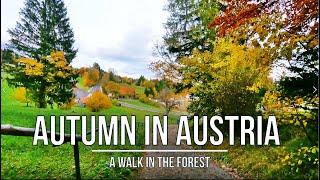 NATURE SCENERY |  A walk in the forest during peak fall foliage in Austria | October 2020