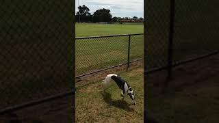 Dogs jumping over fences  #Shorts