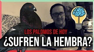 Los Palomos de Hoy ️️ | ¿ SUFREN LA HEMBRA ? ️️️‍