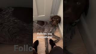 What it is like to have | ￼ German Shorthaired Pointer #gsp ￼