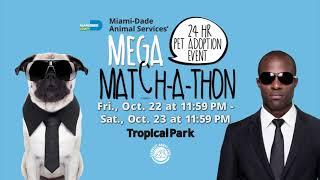 Miami-Dade Animal Services - Mega Match-a-thon 2021 - English