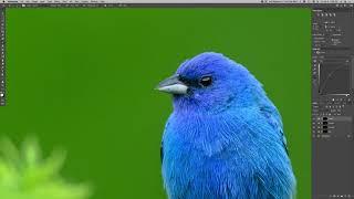 Realtime Edit - Indigo Bunting