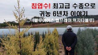 침엽수 최고급 수종 생산으로 귀농6년만에 이룬 성과! 썰프레아,위치타블루,블루해븐