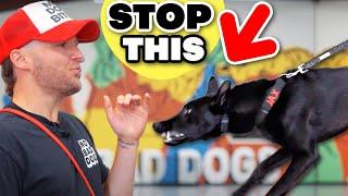 How To STOP Any Leash Reactive Dog In 1 Session!