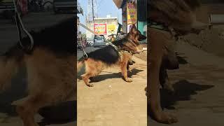 Aggressive German Shepherd dog  #aggressive #gsd #dog #puppy #adult #hr #india #delhi #delhincr #