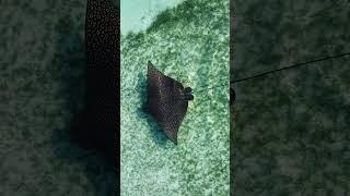 Majestic Spotted Eagle Ray