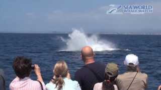 Humpback Whale Breaching Display on the Gold Coast - Whale Watch Australia