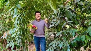 Winter Harvest of Tropical Fruits in California's Central Valley