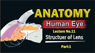 Aqueous Humor - Production, Circulation & Drainage | part 1