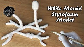 White Mould Fungi 3D Model Making | DIY Project